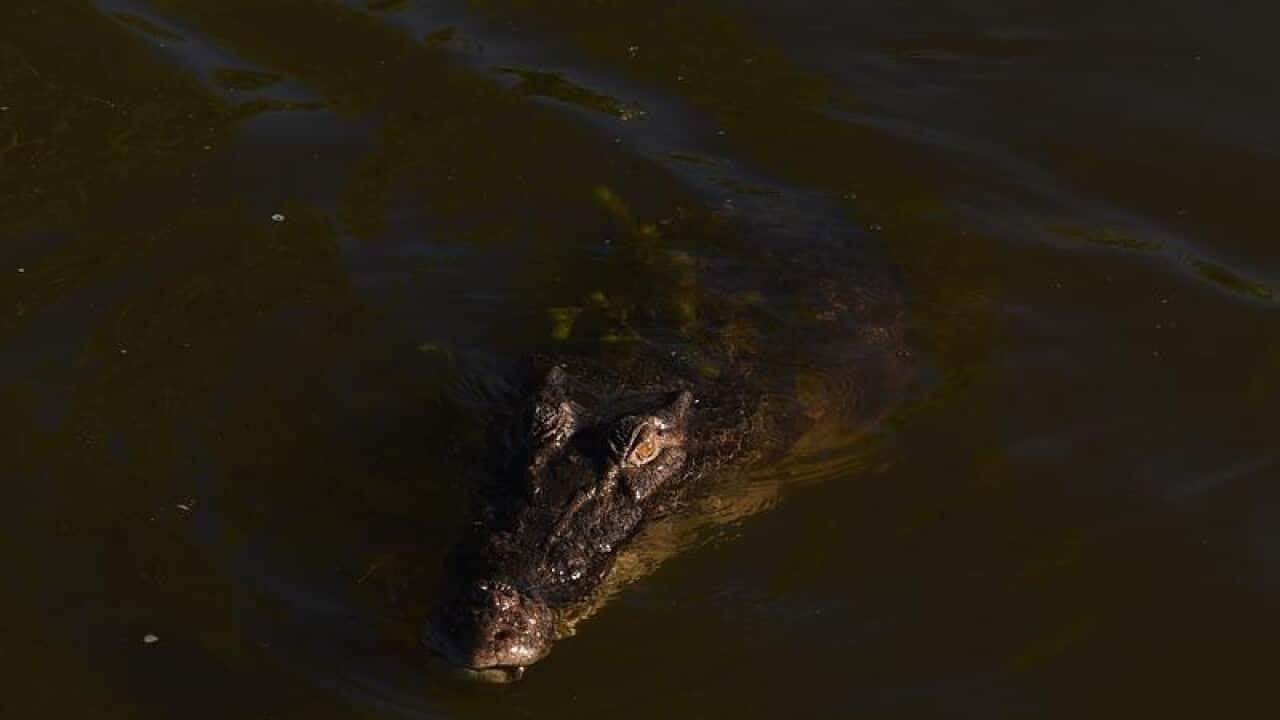 A man is believed to have been taken by a crocodile in Cairns.