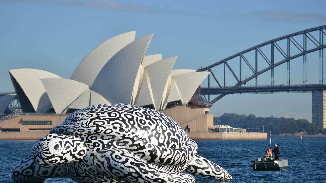 Giant turtle on Sydney Harbour