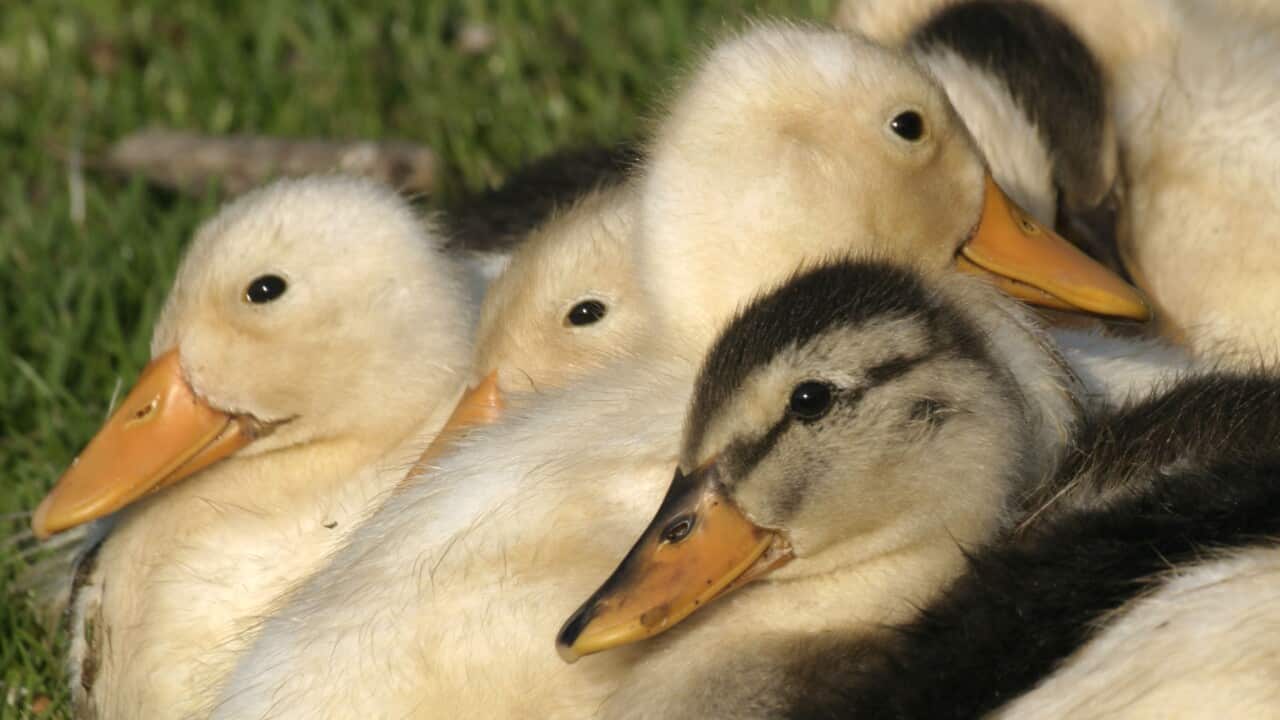 A group of ducklings (AAP/Mary Evans/Ardea/M. Watson)