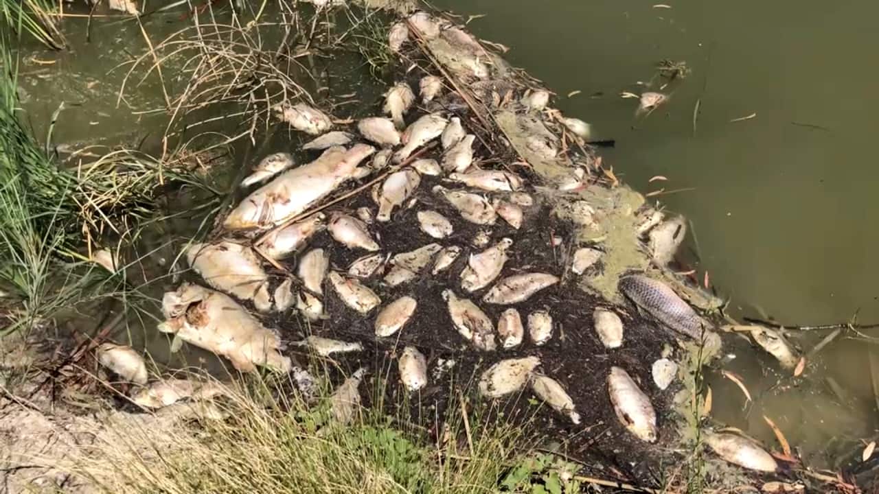 Dead  fish are a source of food for bacteria, which then extract oxygen from the river.