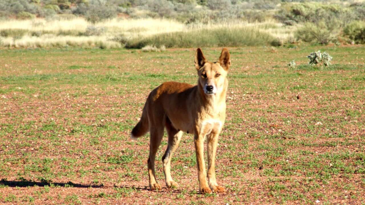 Dingoes roaming in the Southern Rangeland