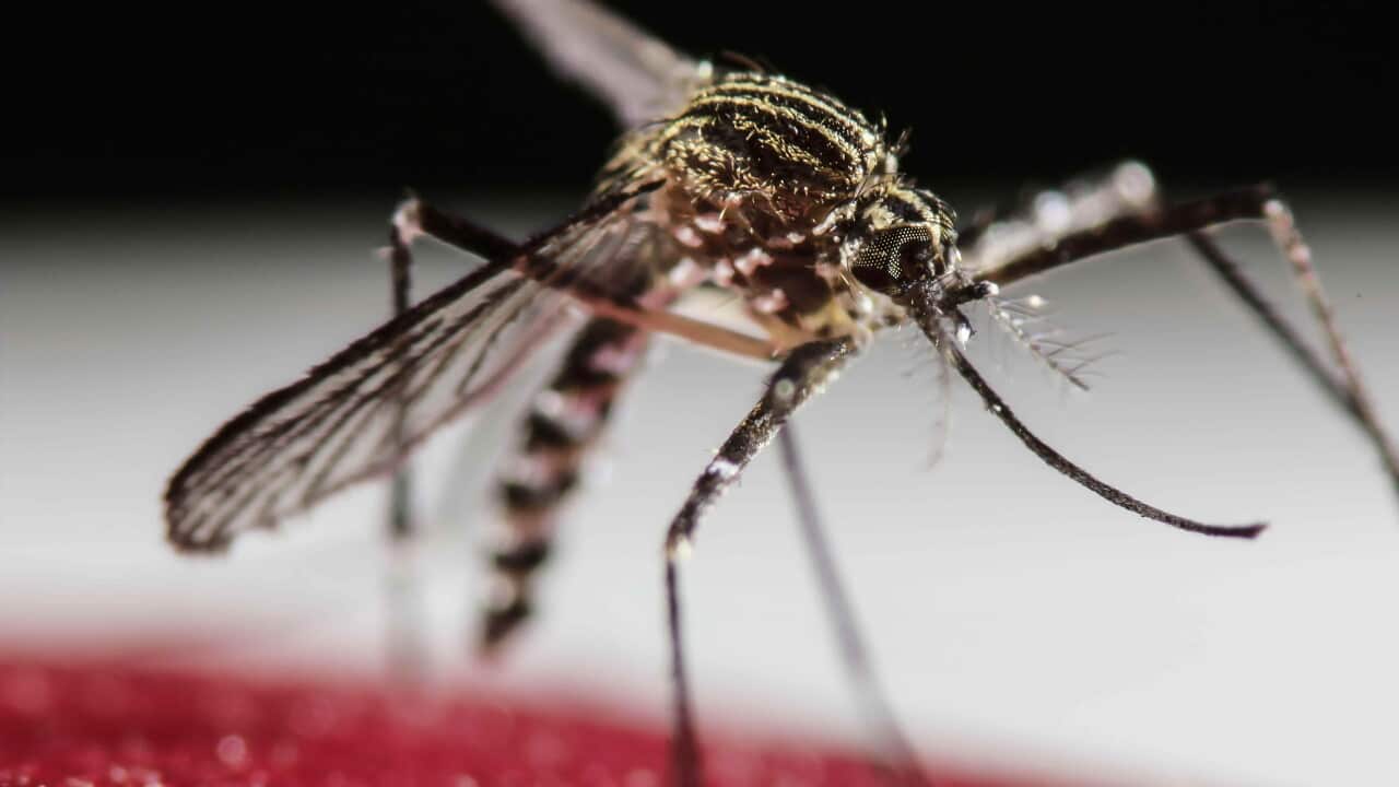 Close-up macro image of a mosquito standing on human skin, showing its striped abdomen, long legs, wings and proboscis in sharp detail.