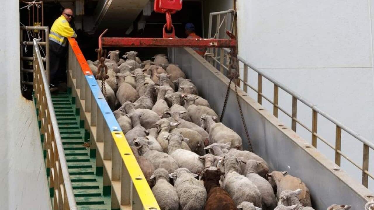 Sheep destined for the Middle East make their way a vessel.