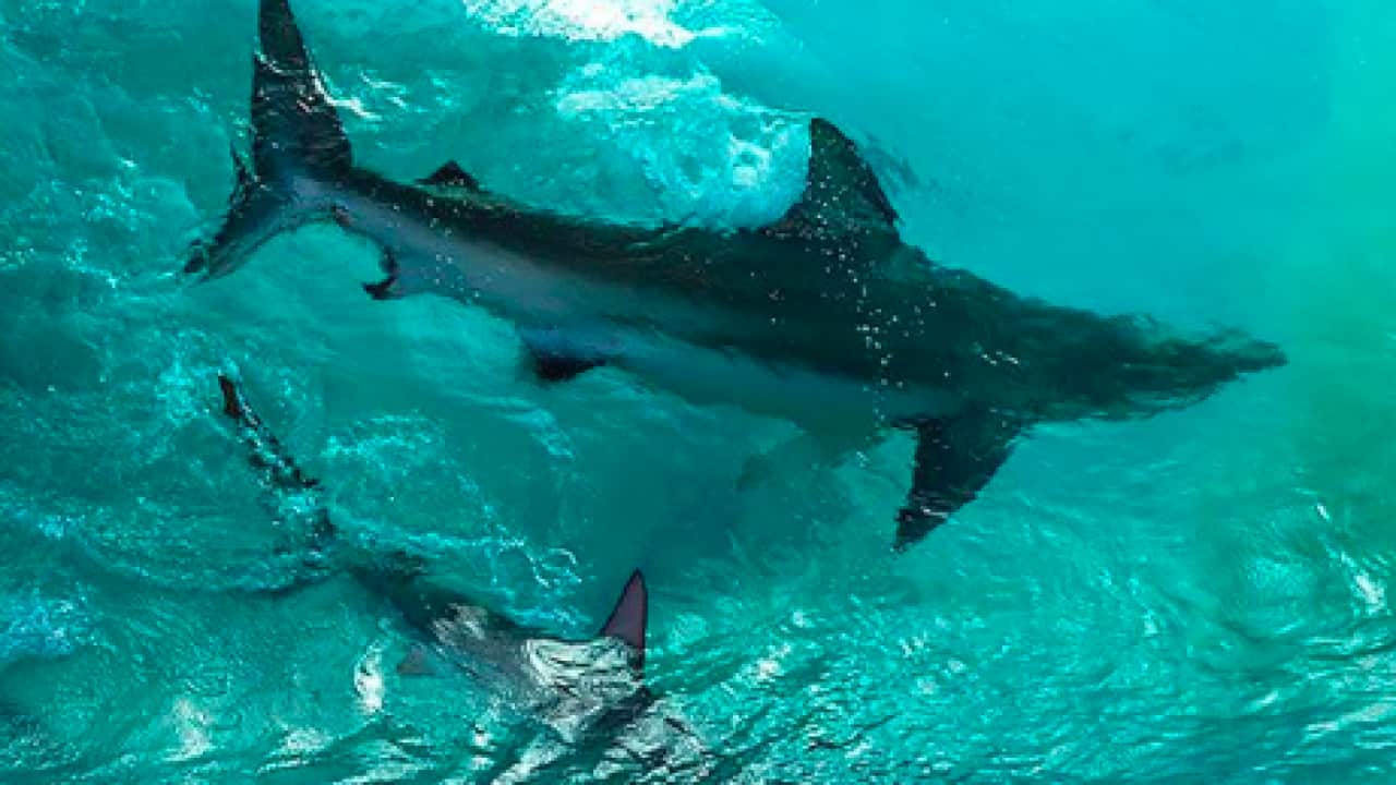 "Bluff Sharks"