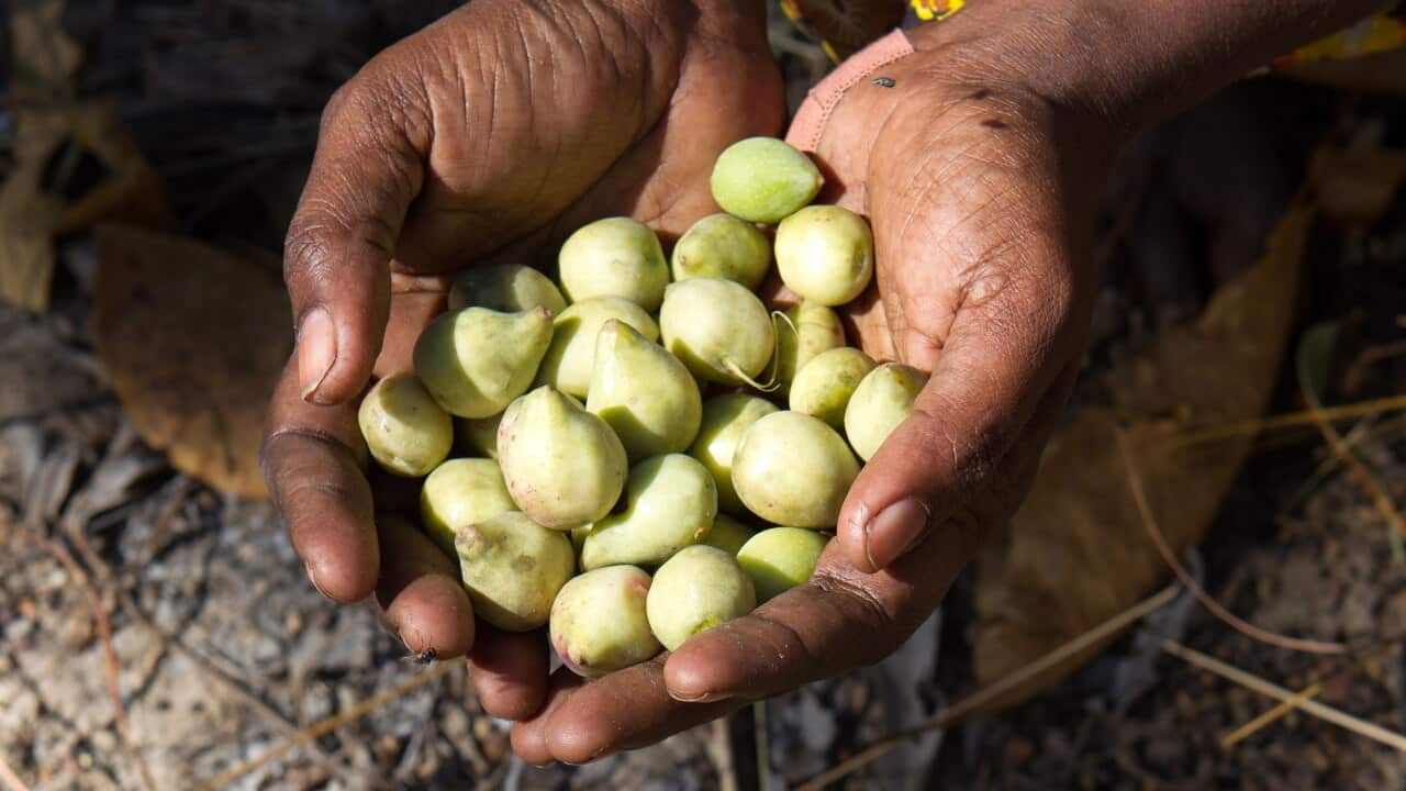 Women at Wadeye collecting the Kakadu plum.