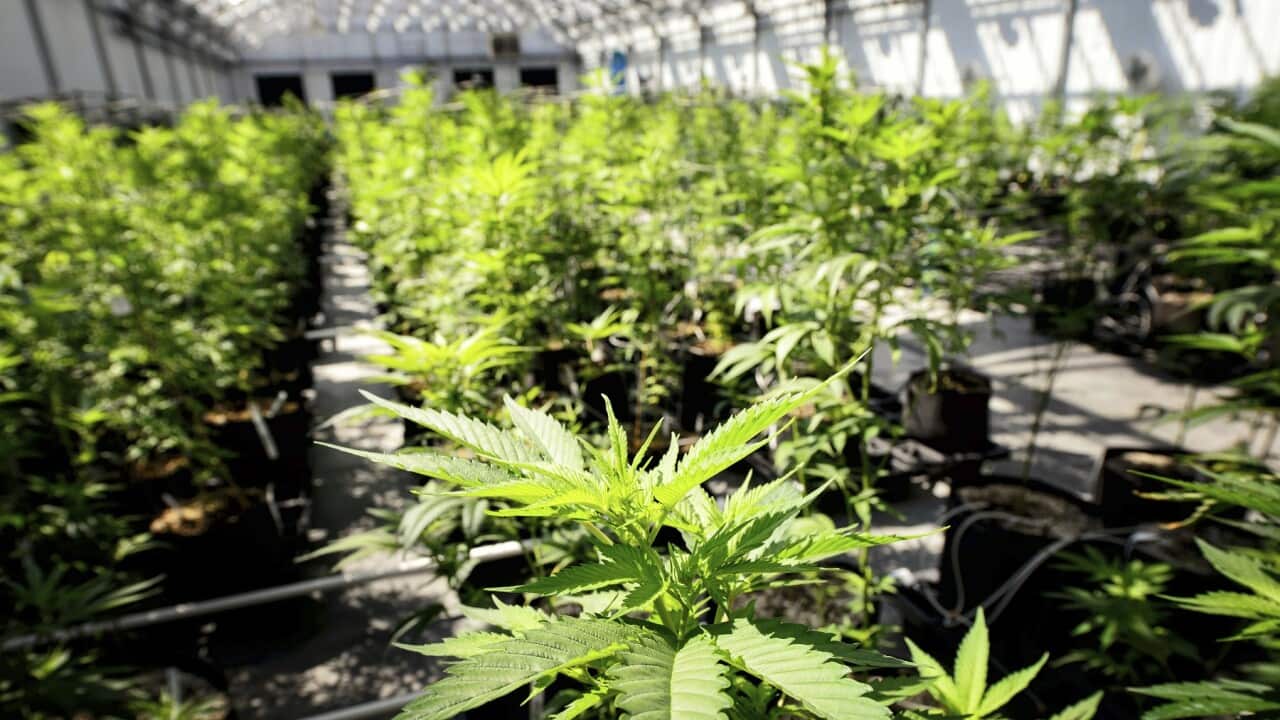 Medical marijuana being grown in a greenhouse (AAP).