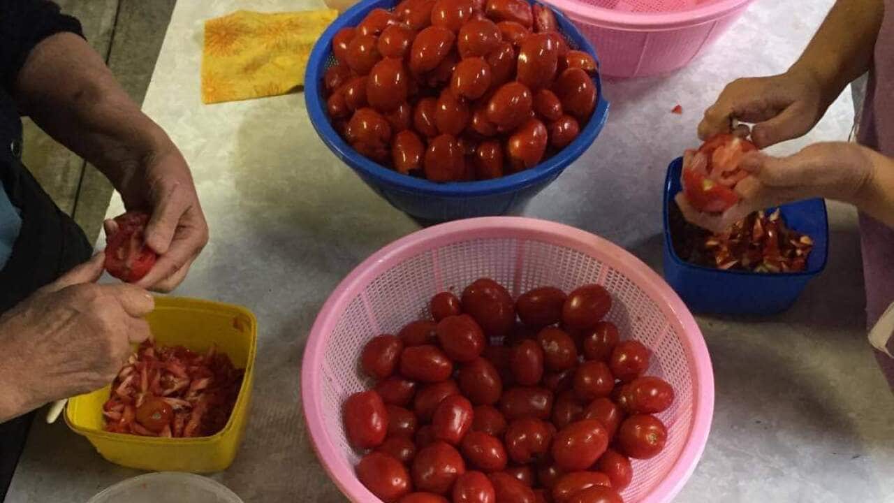 Tomatoes ready for passata making