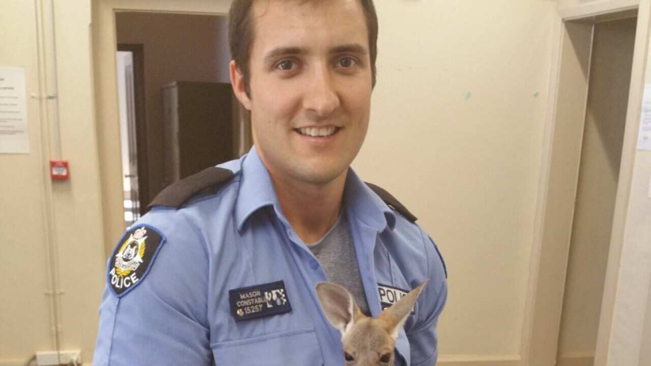 Cue Police Constable Scott Mason with the orphaned joey.