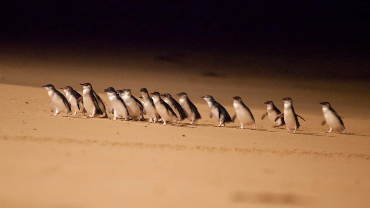 Penguins at Phillip Island Nature Park