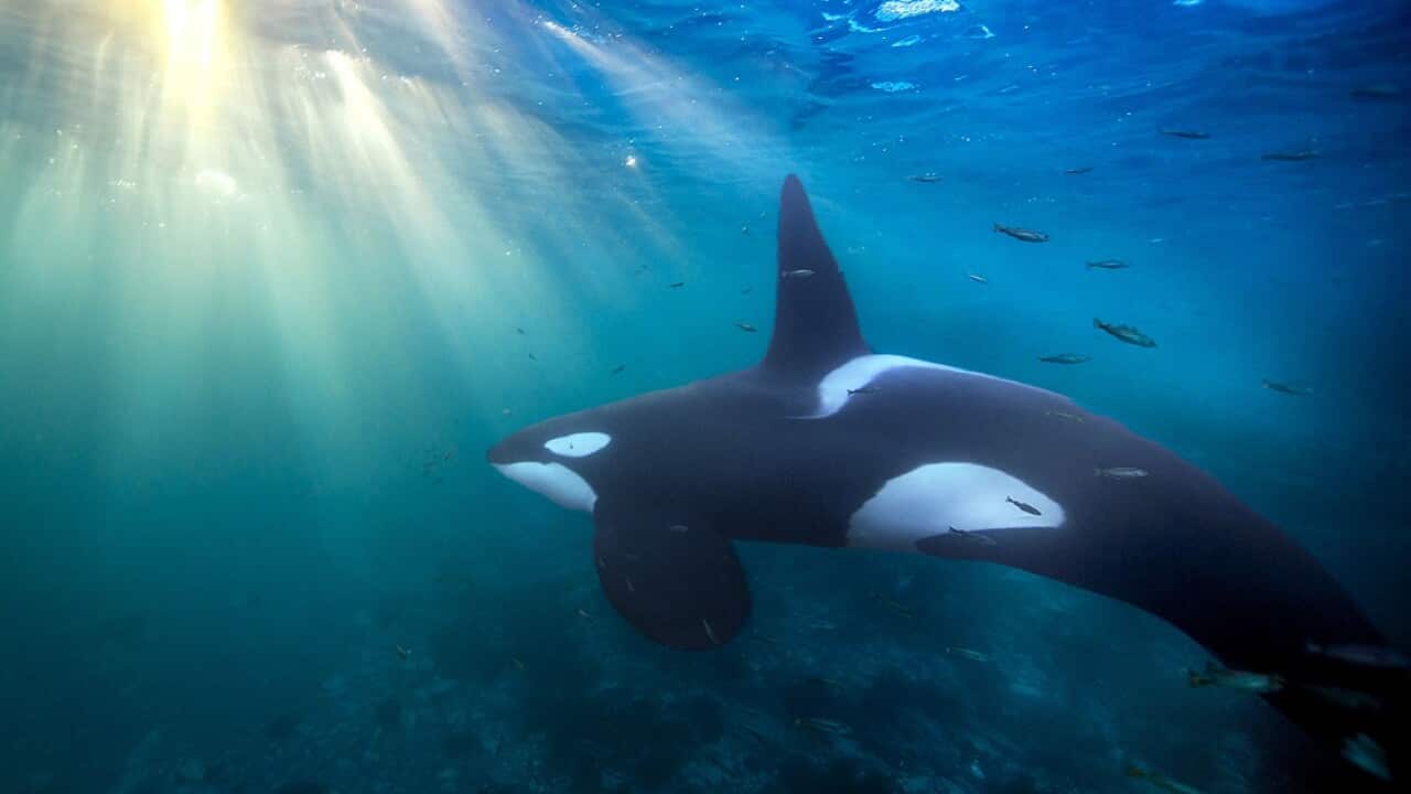 An orca whale.