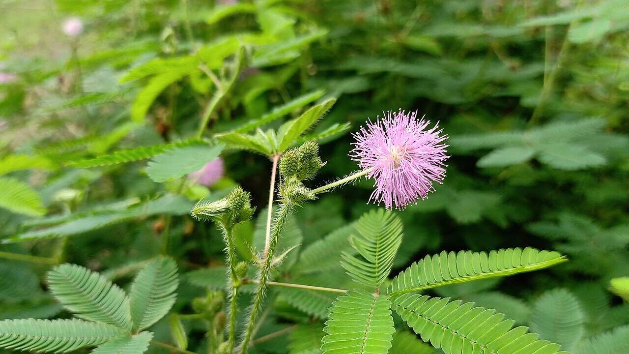 1280px-Mimosa_pudica_in_September_month.jpg