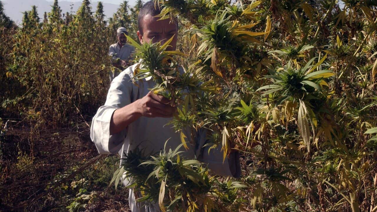 File picture of an Afghan farmer tending a to marijuana plants in Balkh province.