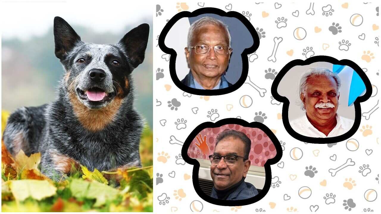 Left: The oldest dog ever verified - Bluey, an Australian Cattle Dog, who lived for 29 years and 5 months. She was born in 1910 and died in 1939. Right: (Clockwise) - Dr Nadana Chandran; Theodore Baskaran; Niranjan Navaratnam