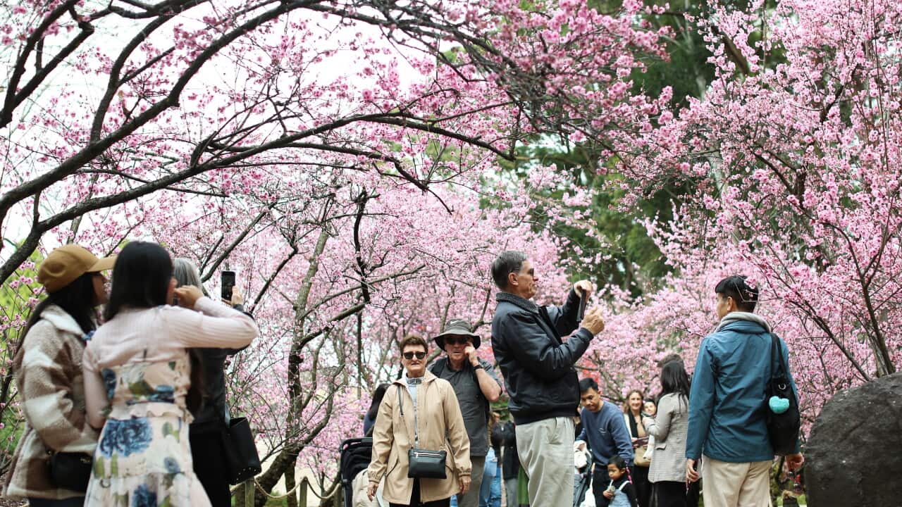 AUSTRALIA-SYDNEY-CHERRY BLOSSOM FESTIVAL