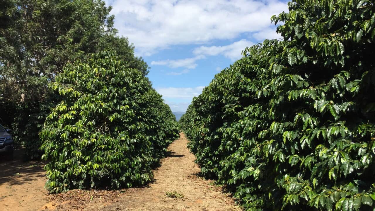 Lot 1 of Fazenda Progresso, 20 Aug 2019