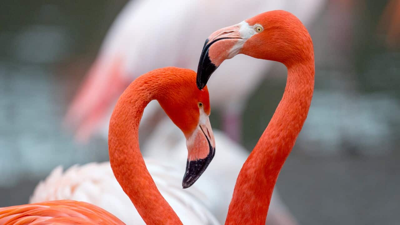 Red flamingos at the Tierpark Hellabrunn zoo in Munich, Germany