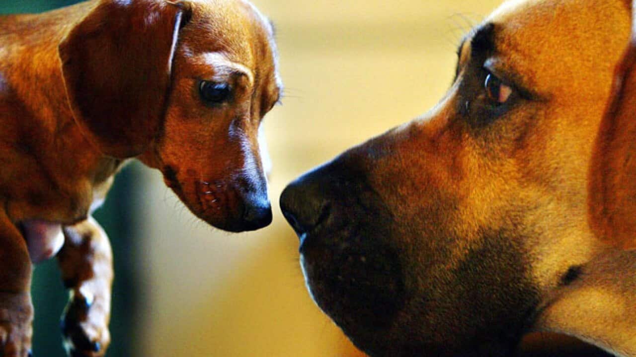 great_dane_getty_130912_2031071270