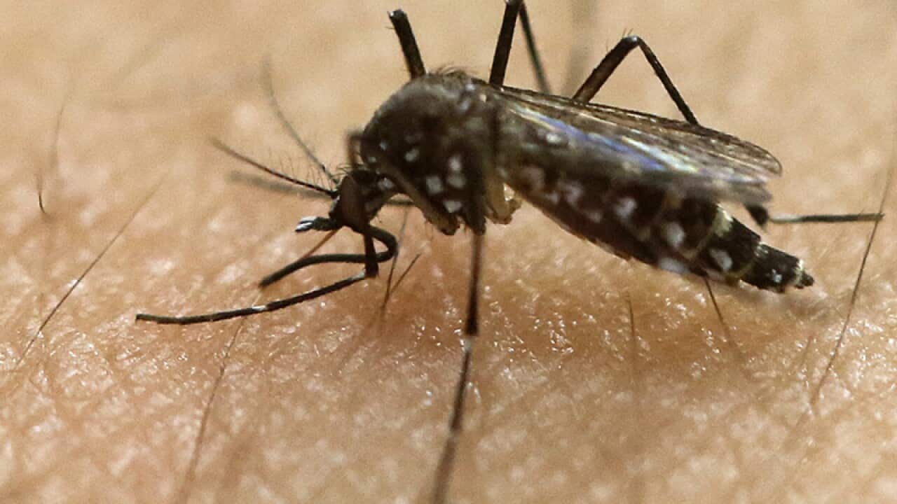A female Aedes aegypti mosquito