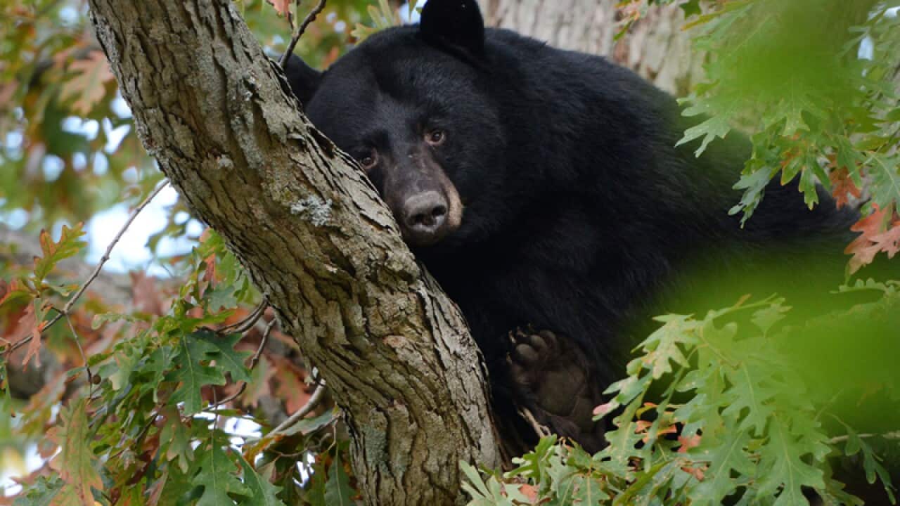 A black bear is perched in a tree behind a home