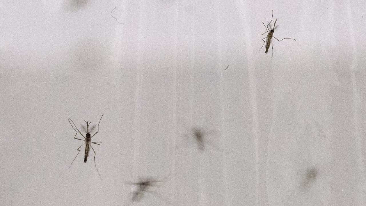 Hom yoov tshaj cum Aedes aegypti uas pheej kis tus mob Dengue Fever (AAP) .png