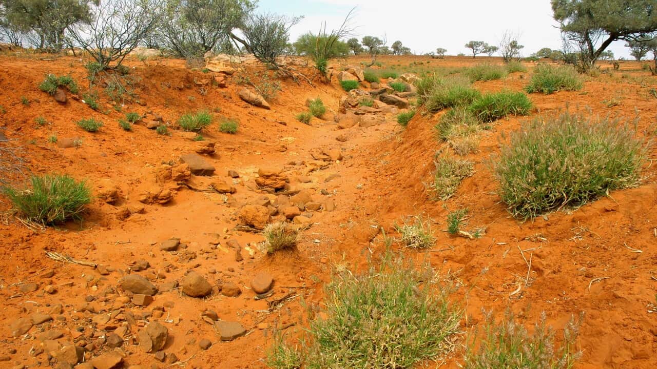 Buffel grass