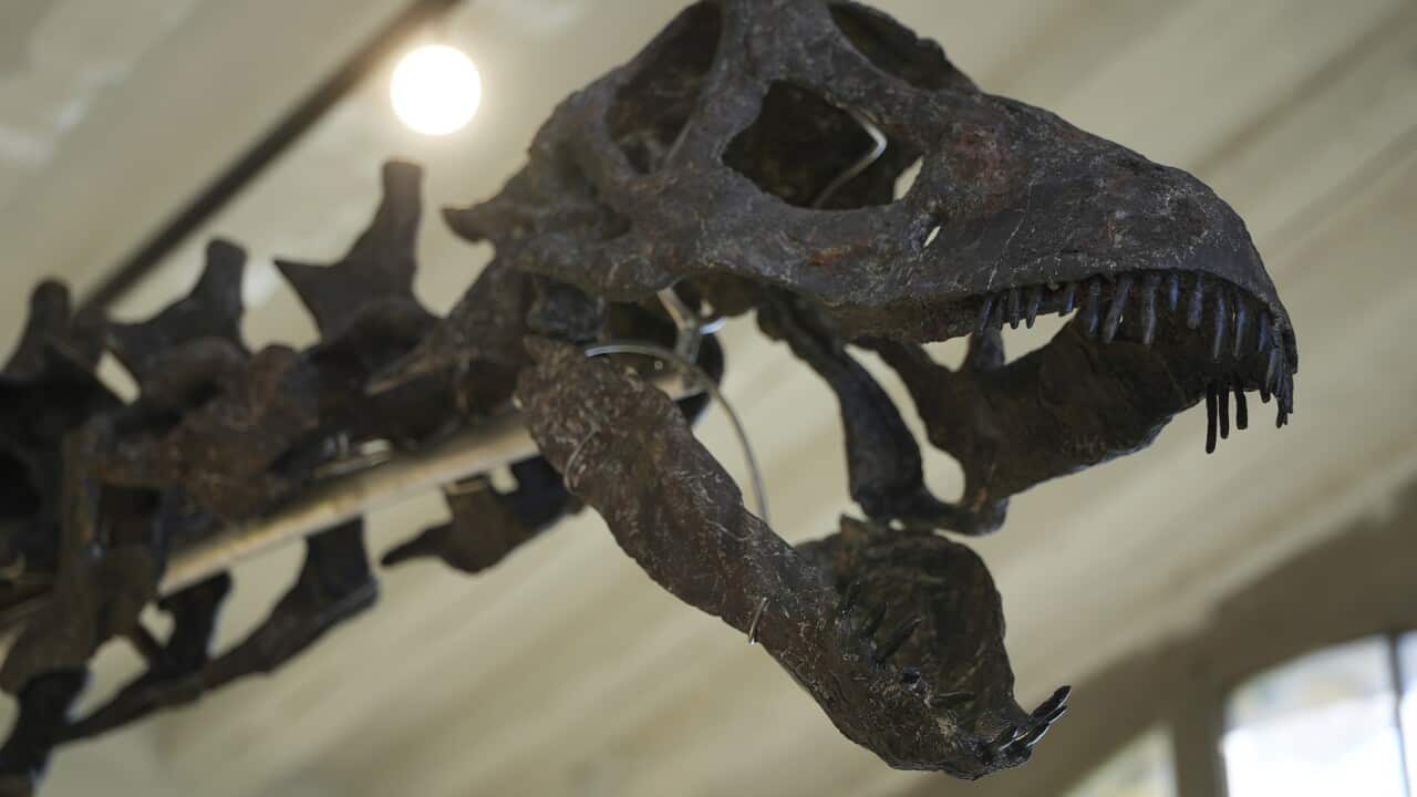 The skeleton head of a 21 metre-long dinosaur that will go at auction next Nov.16 (AAP)