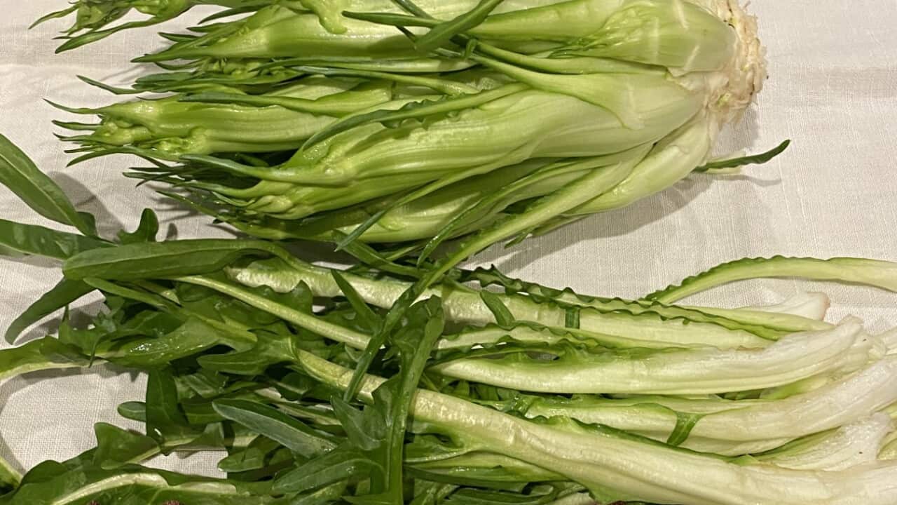 Puntarelle in Melbourne, on Marisa Raniolo Wilkins's table.