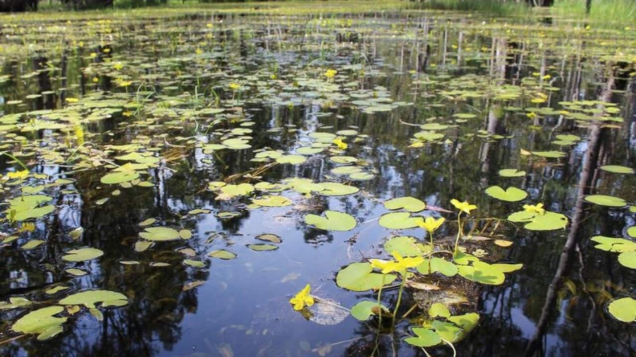 Reedy Lagoon inside Gunbower Forest