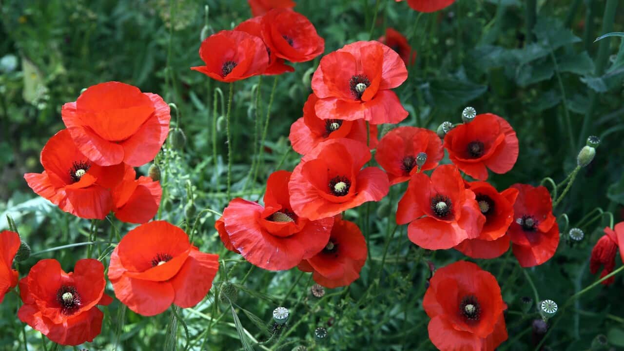 Poppies