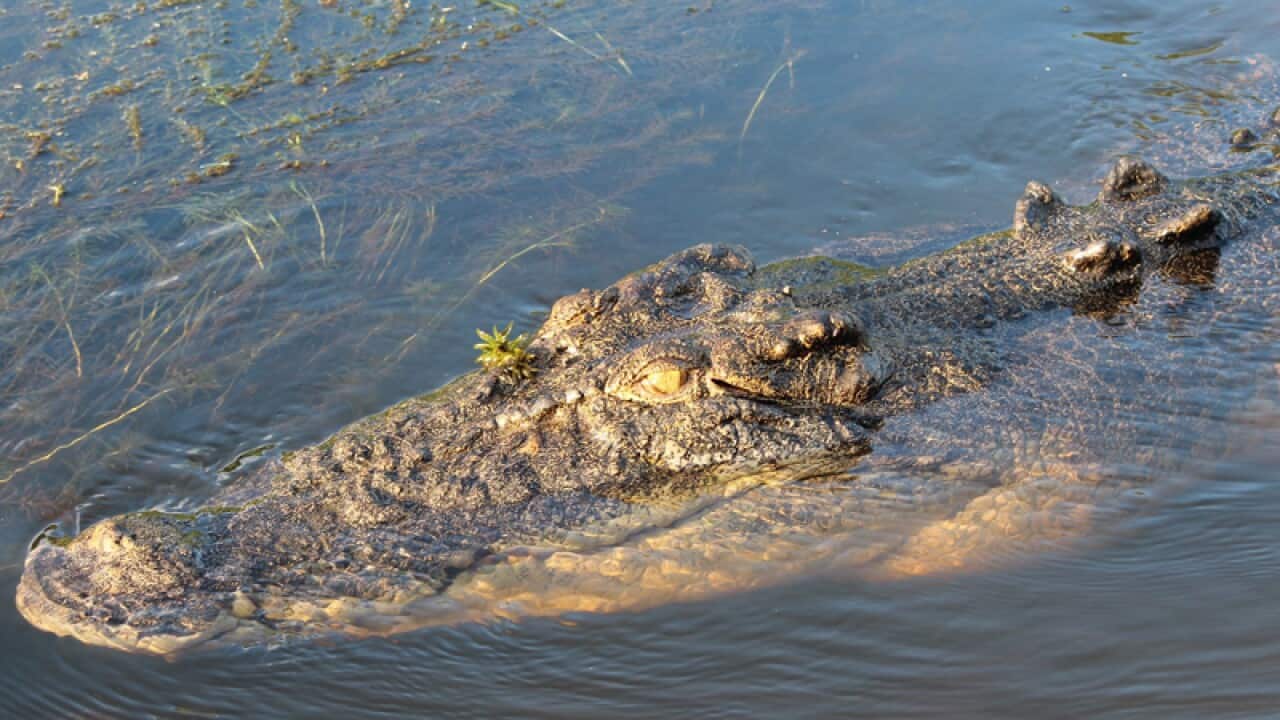 A saltwater crocodile