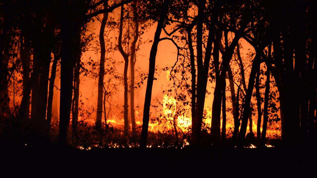 bushfire