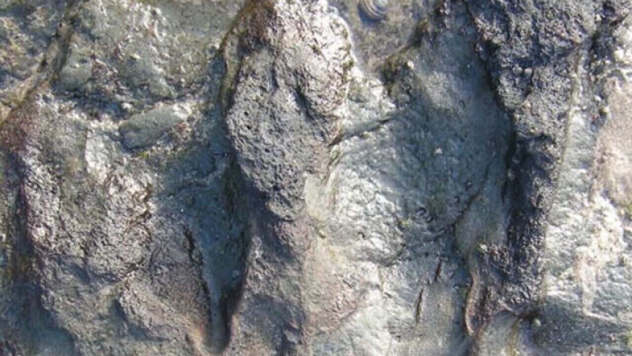 Huella dinosaurio