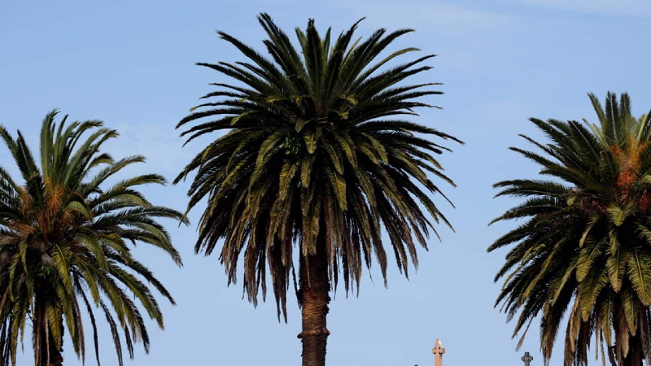 Palm trees and gravestones at Port Botany cemetery in Sydney
