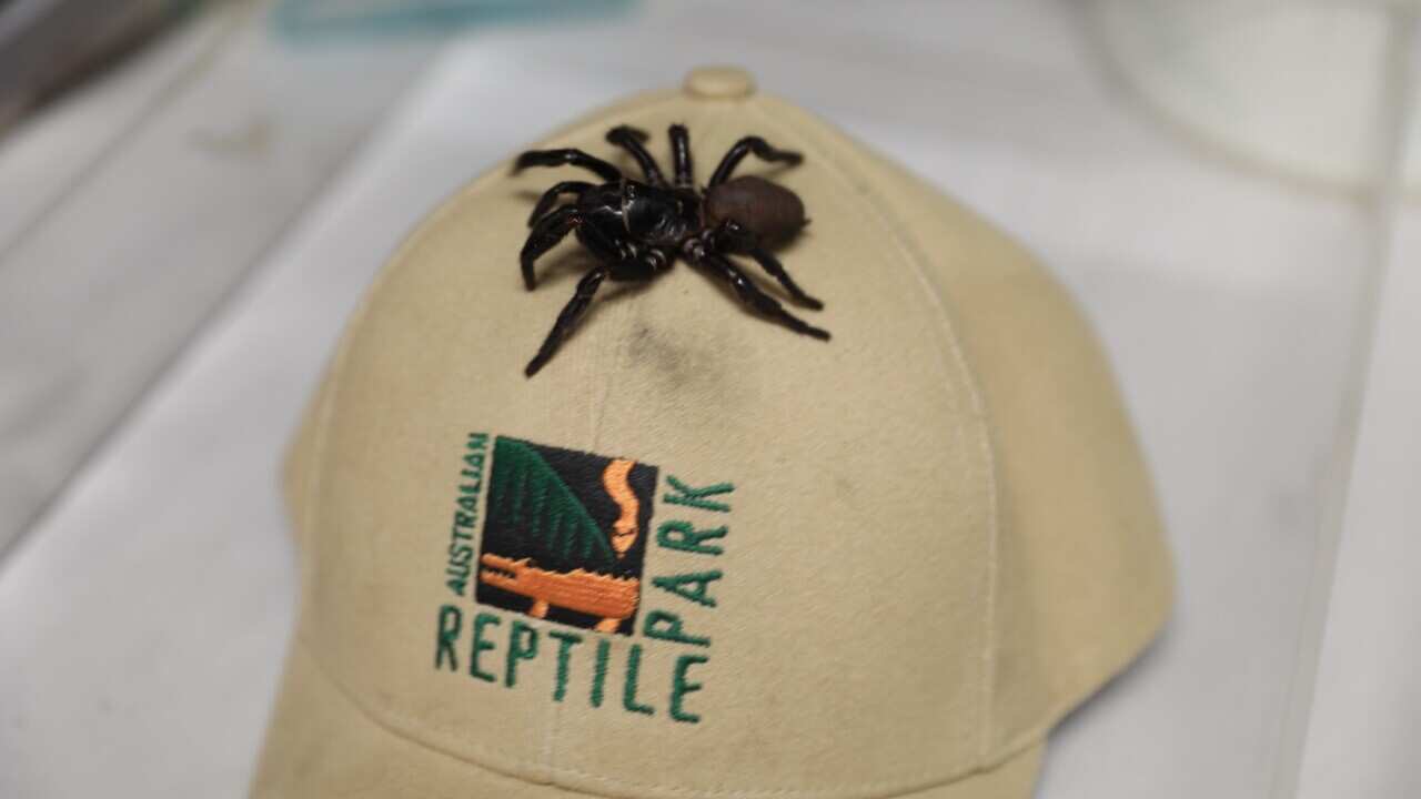 A very large funnelweb spider donated to the Australian Reptile Park