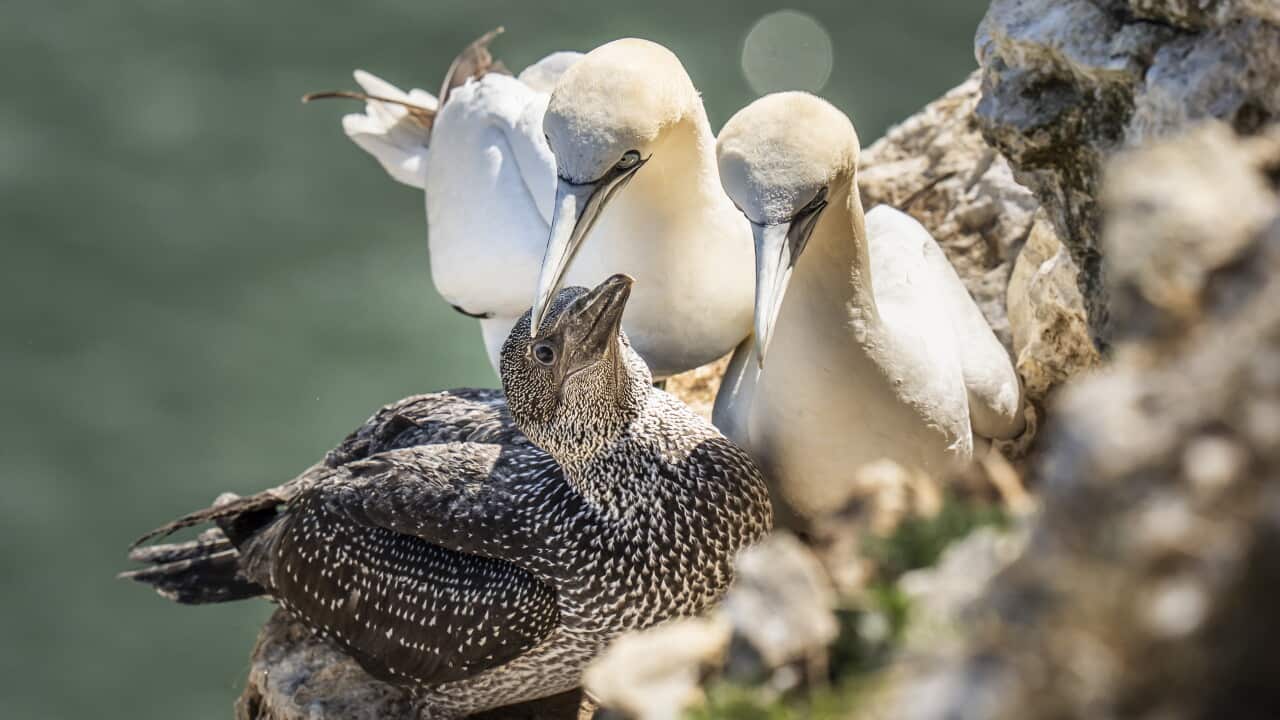 Gannet colonies bird flu study
