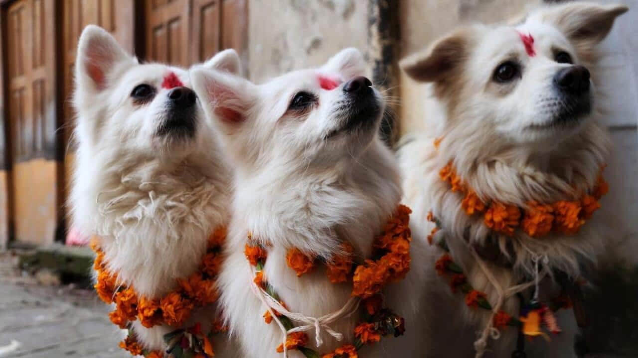 Dogs during Tihar in Nepal.
