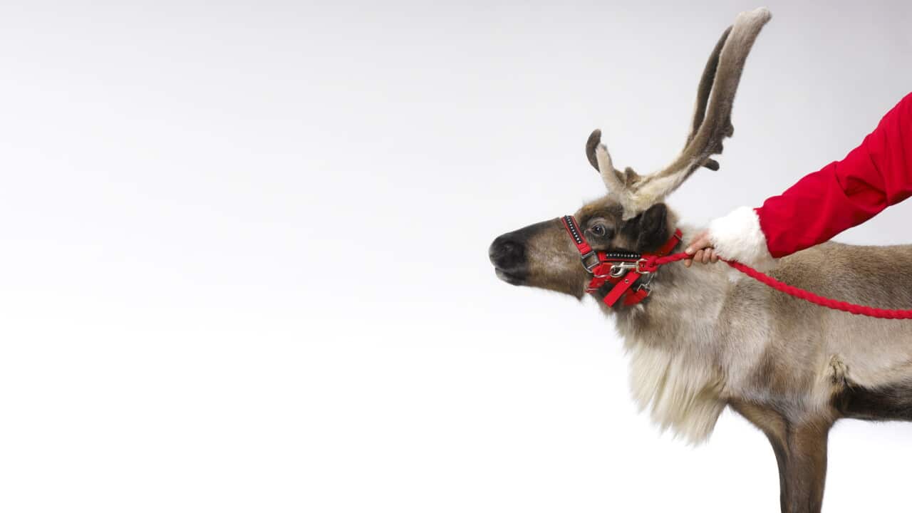Santa Claus with reindeer and copy space