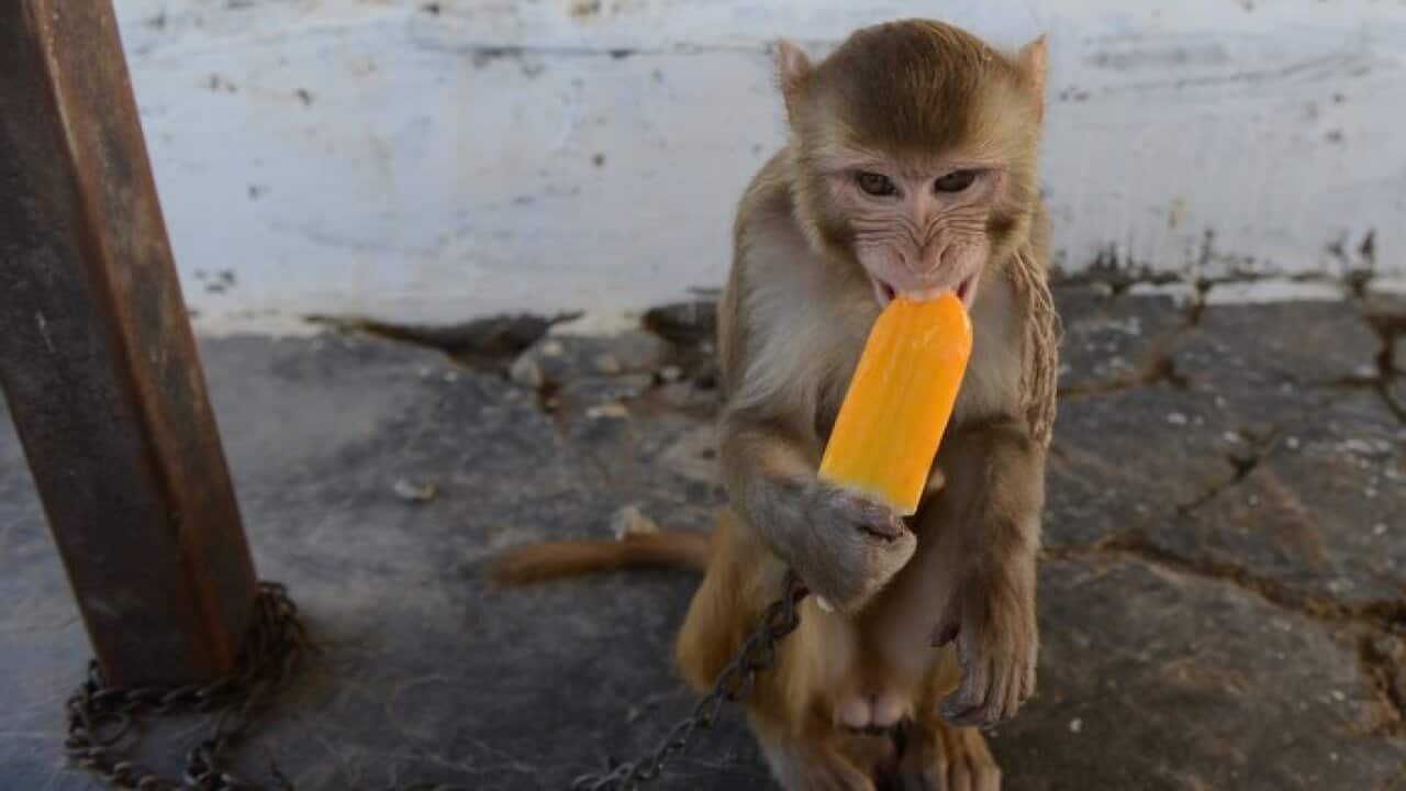 Representational image of a monkey eats an ice cream during a heatwave in Ahmedabad.