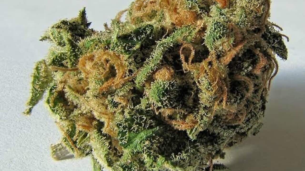 Marihuana.jpg