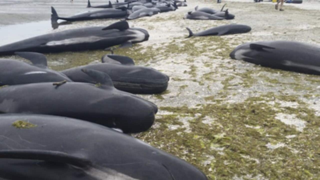 Stranded pilot whales washed up on a beach in New Zealand