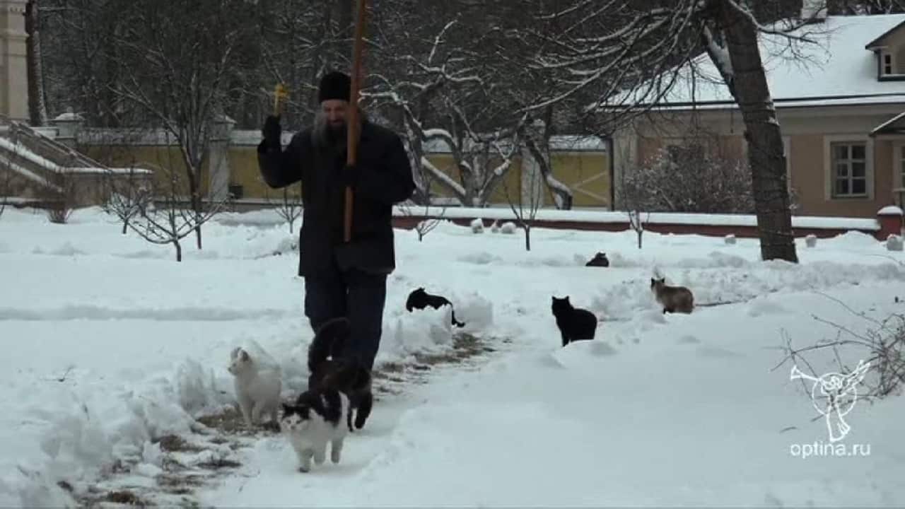 Much ado about kitties. (AP)