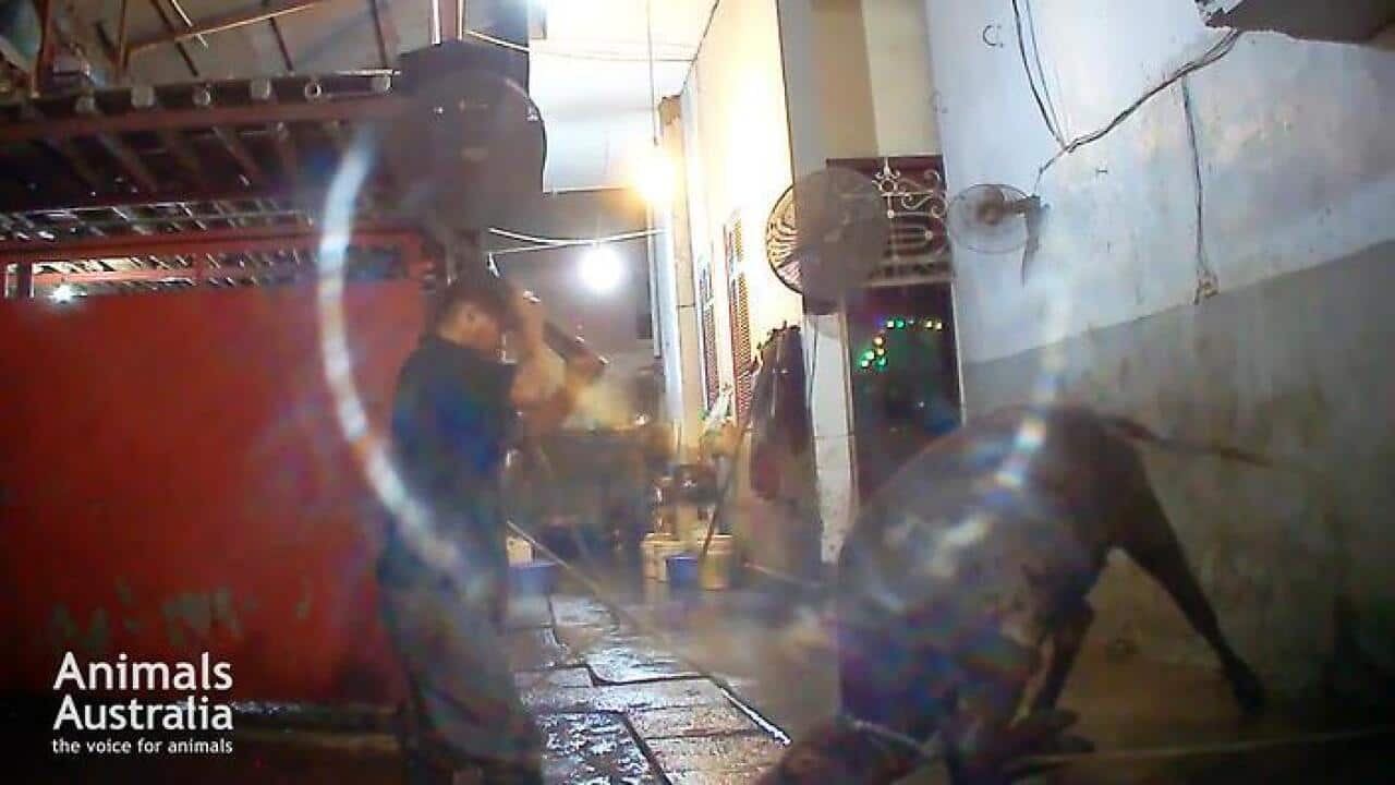 Supplied image obtained Thursday, June 16, 2016 of Australian cattle in a Vietnamese slaughterhouse.