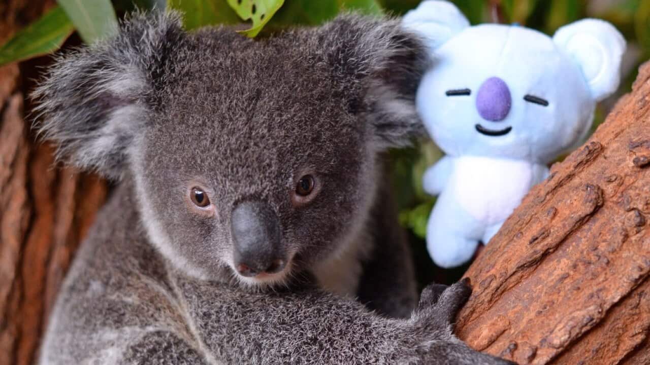 Koalas are reportedly facing an emergency comparable to that suffered by orangutans.