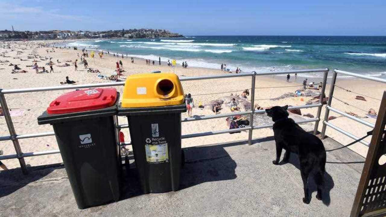 The government is allocating $20 million to grow Australia's recycling industry and start the transition to banning waste exports.