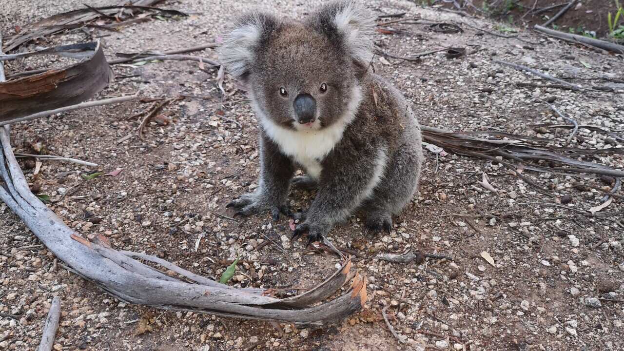 Koala baby on the side of a road