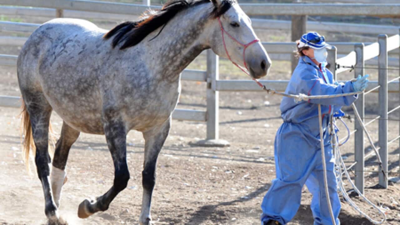 hendra_horse_quarantine_090902_B_AAP_595154344