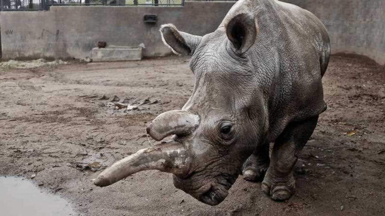 rhino