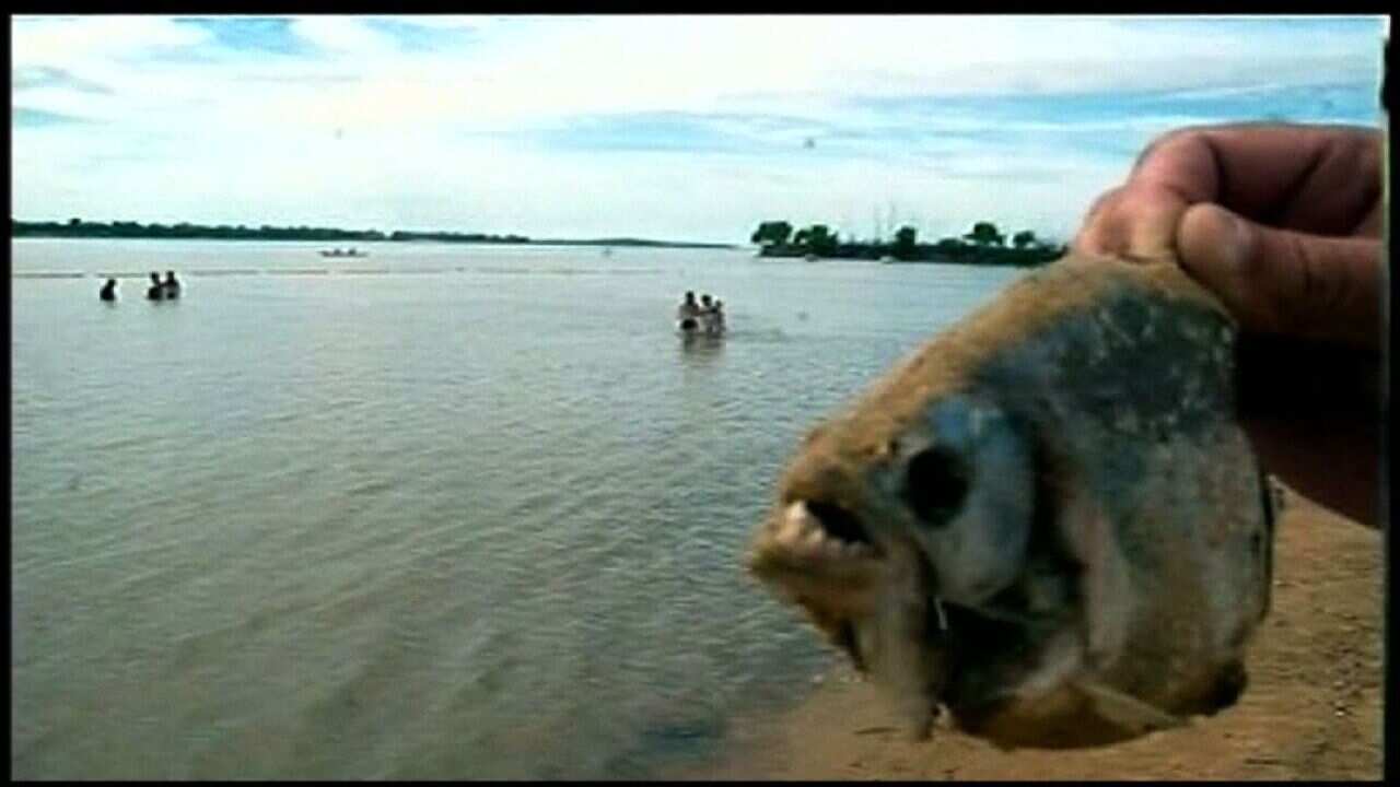 piranha.jpg