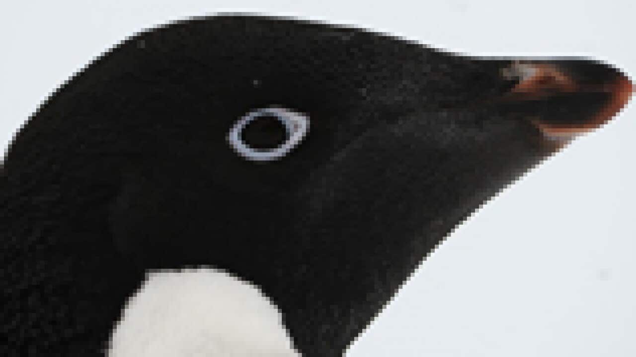 penguin_th_AAP_377839862