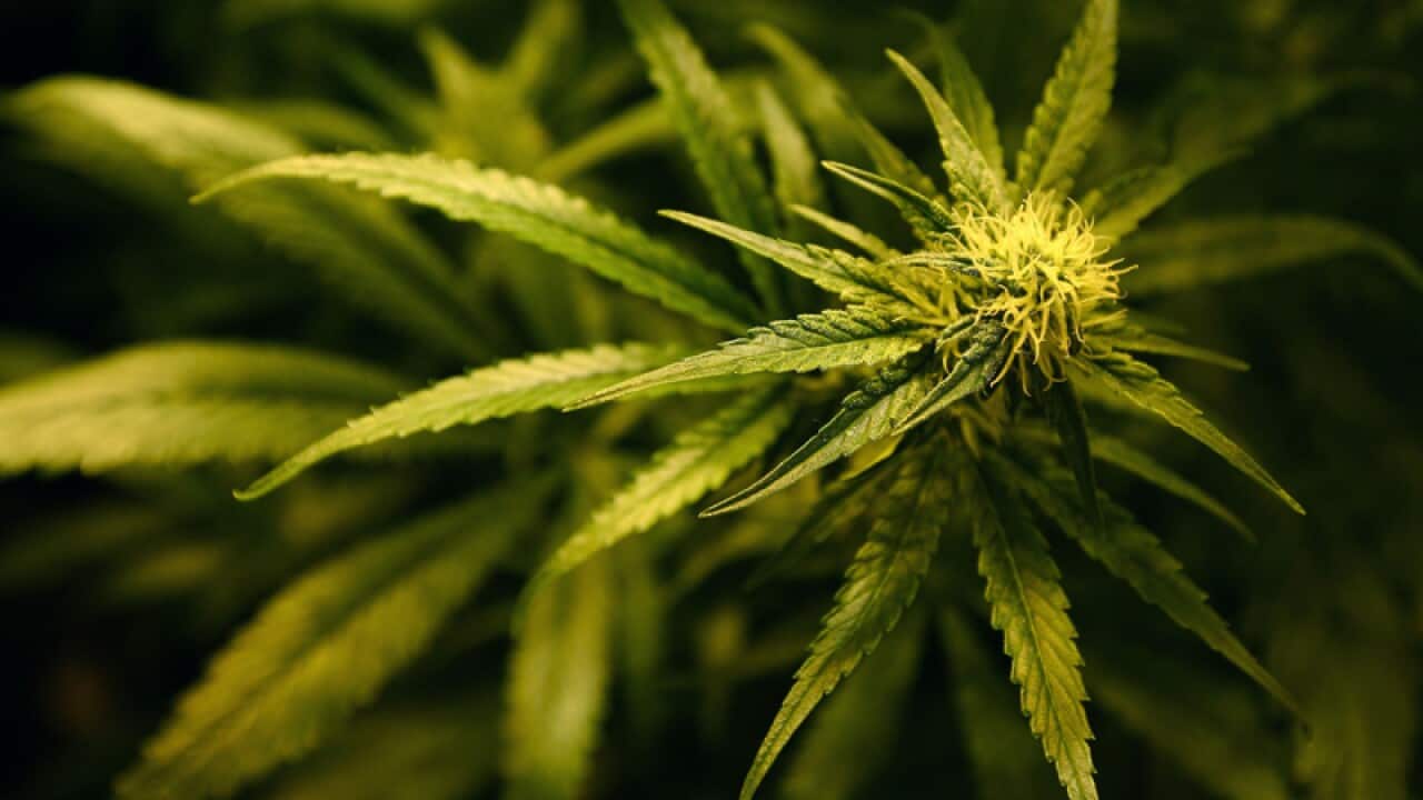 Plants in a cannabis farm